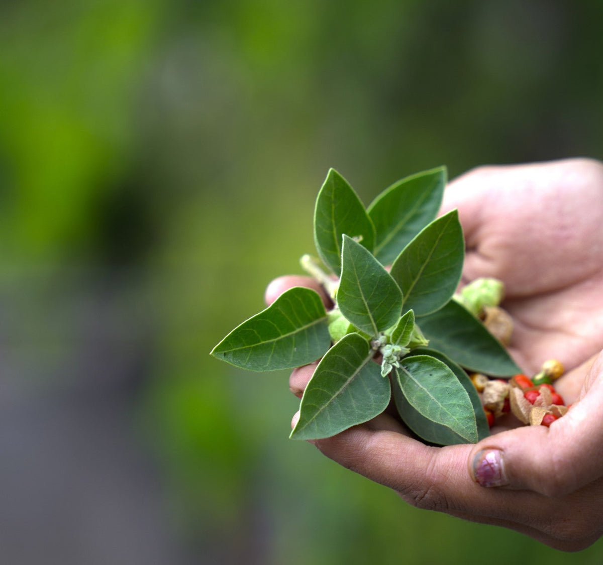 Adaptogen spices