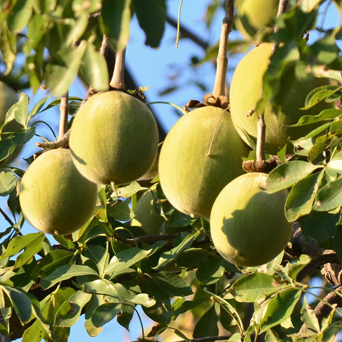 Baobab fruit