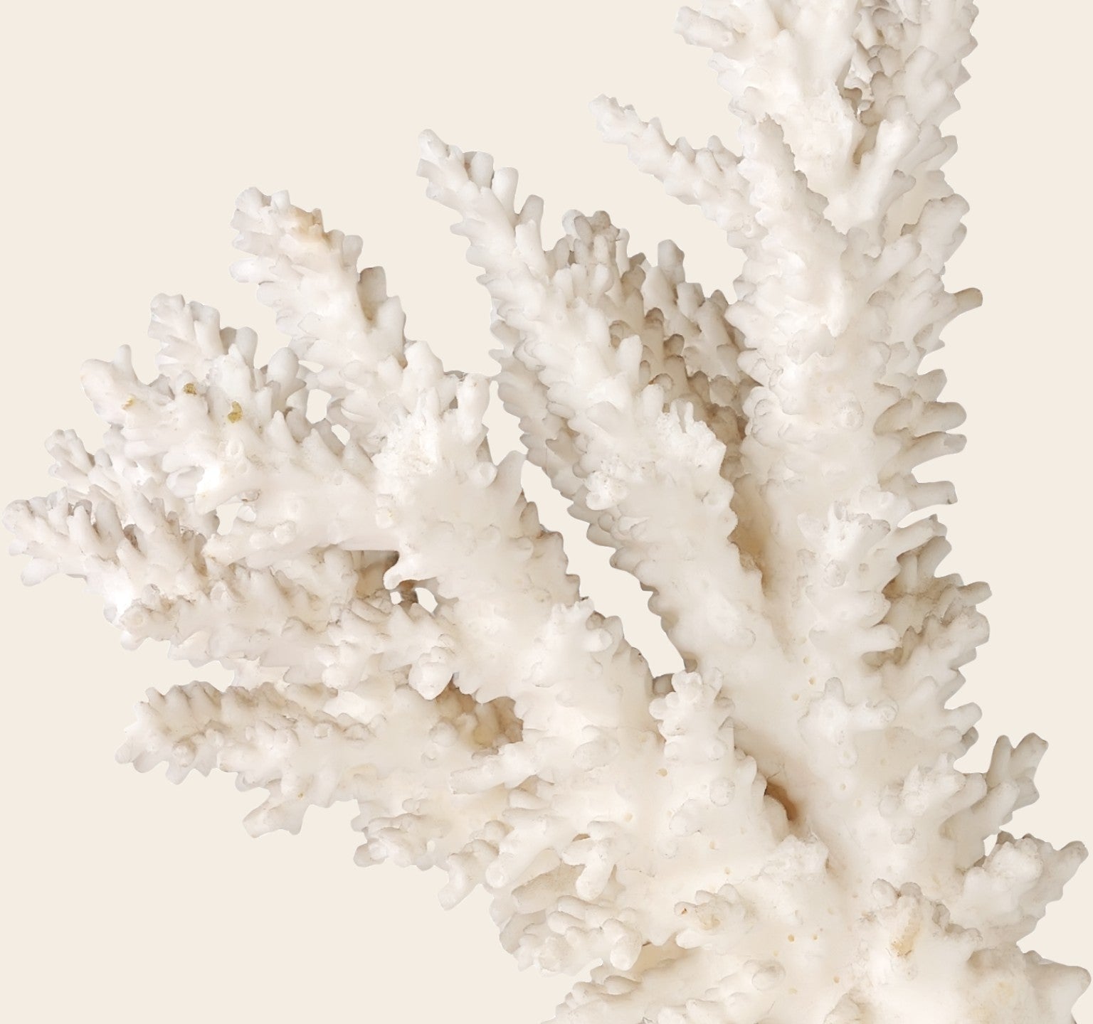 Sango Coral Powder