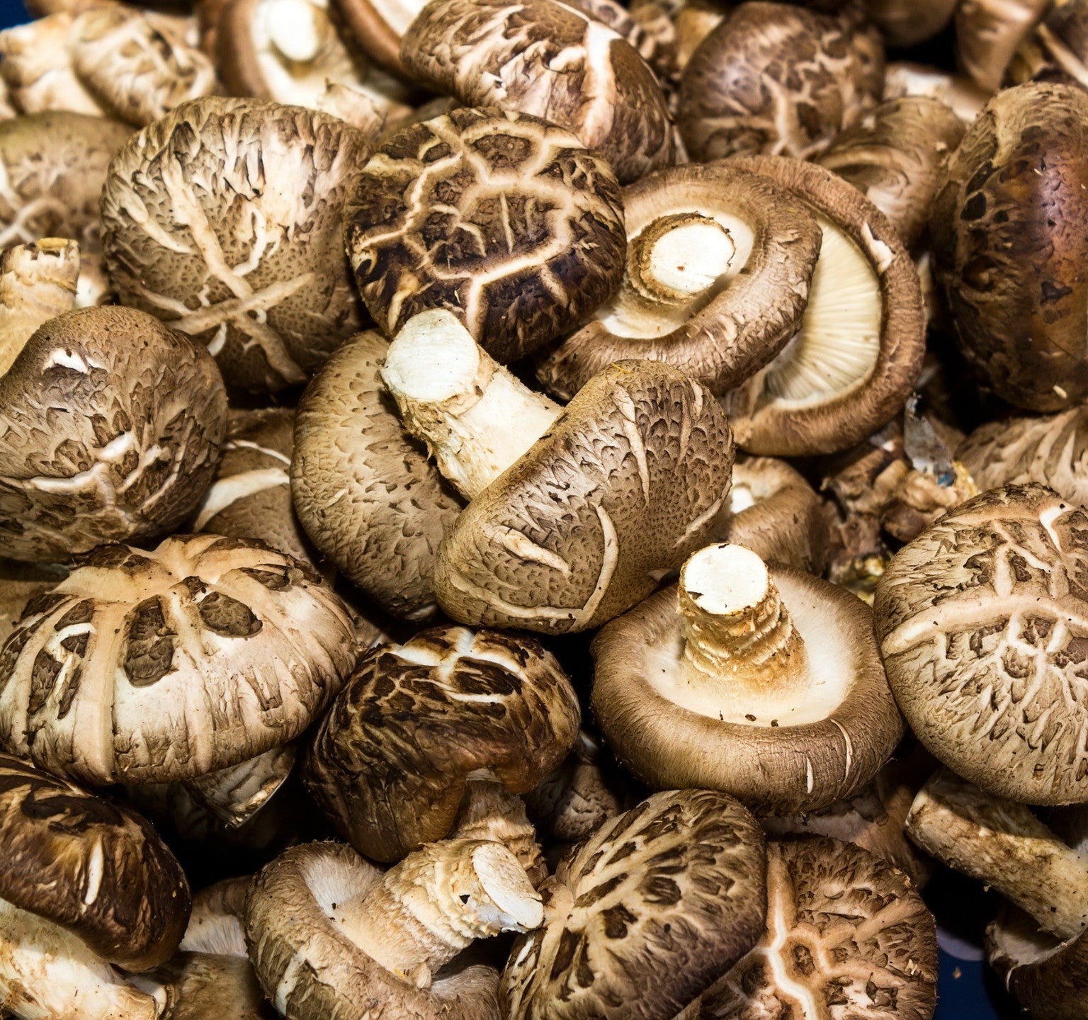 Shiitake mushrooms