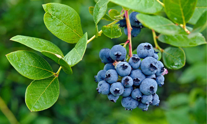 Wild blueberries