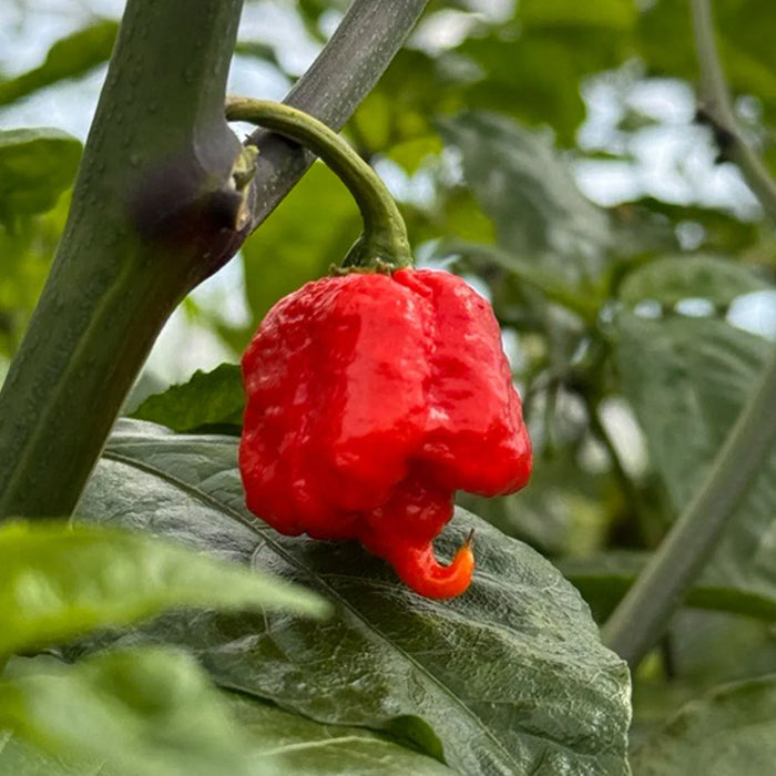 Carolina Reaper