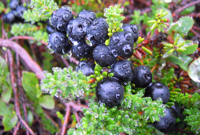 Crowberries in the wild