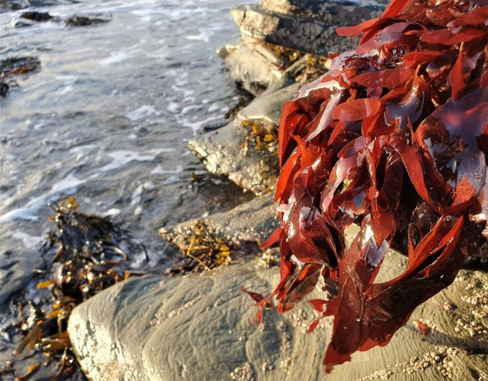 Dulse Seaweed on a coastal beach