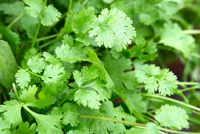 Coriander plant