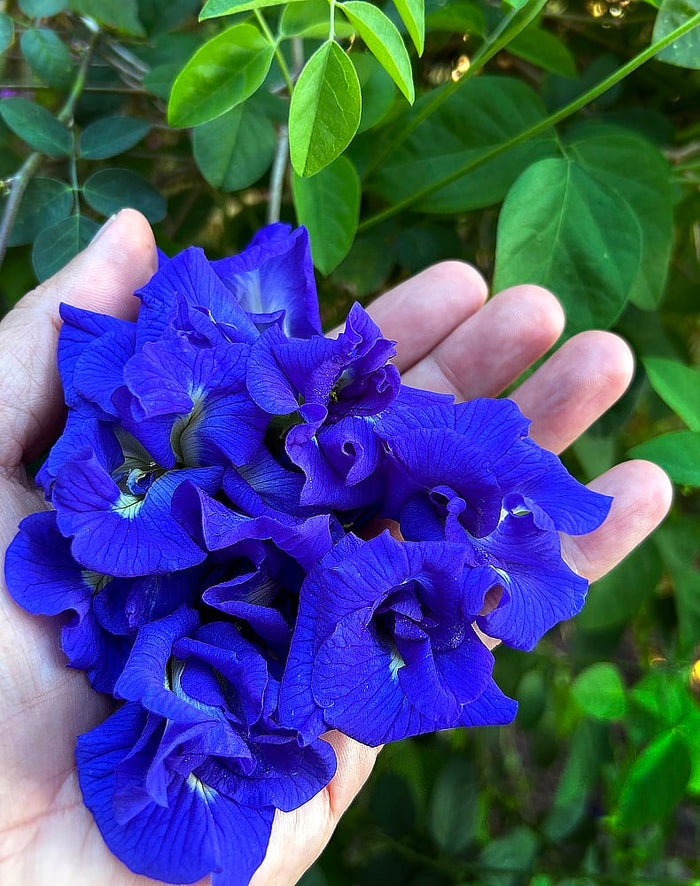 Butterfly pea flowers dried in baskets