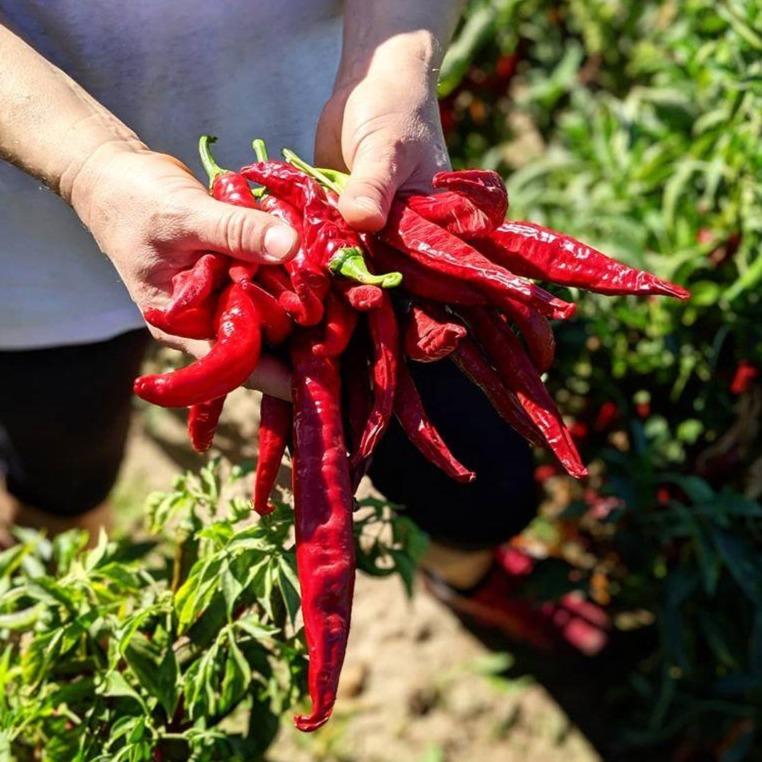 Holding pimenton peppers