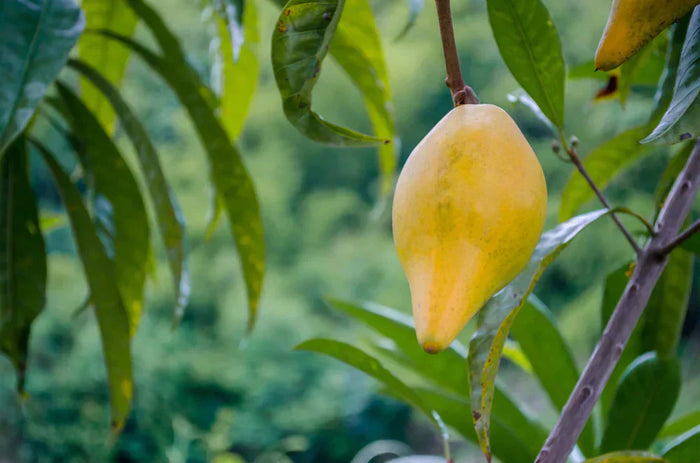 Lucuma Fruit in Trees