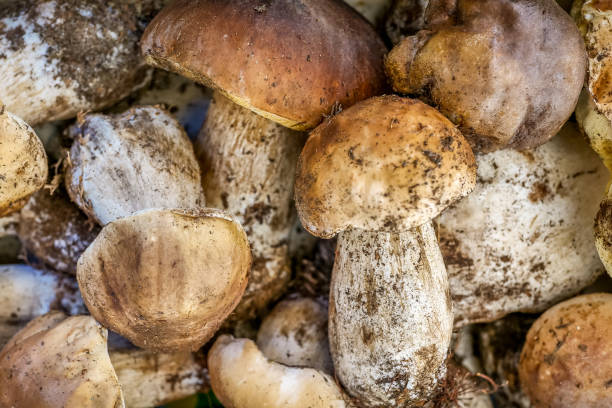 Porcini Mushrooms