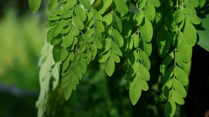 Moringa Tree Leaves
