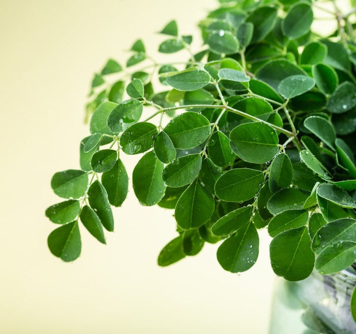 Moringa Tree Leaves