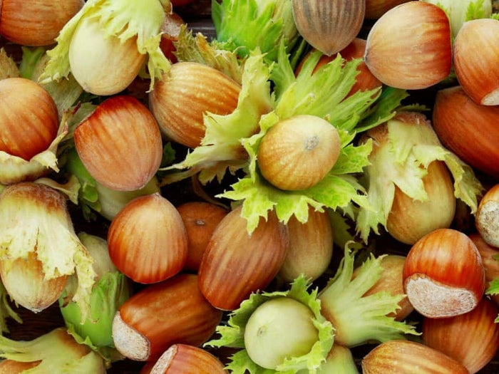 Hazelnuts on a tree