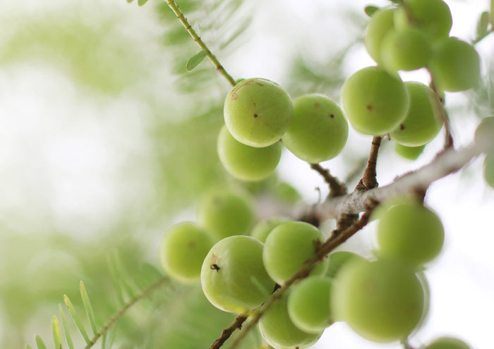 Amalaki Berries in the wild