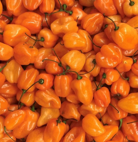 Scotch Bonnet Peppers