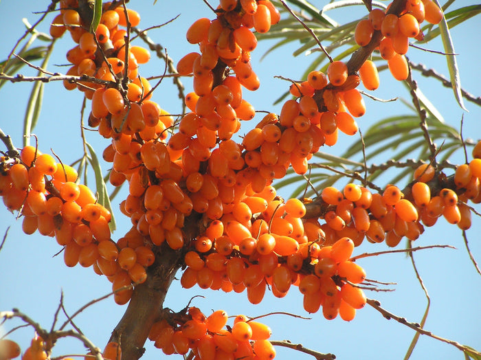 Sea buckthorn berries in open sky