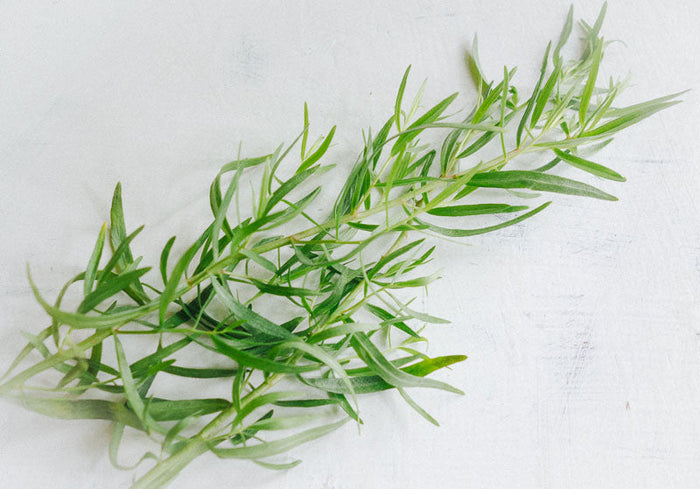 Tarragon