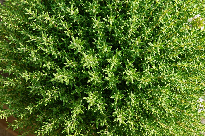 A field of thyme photographed from the top